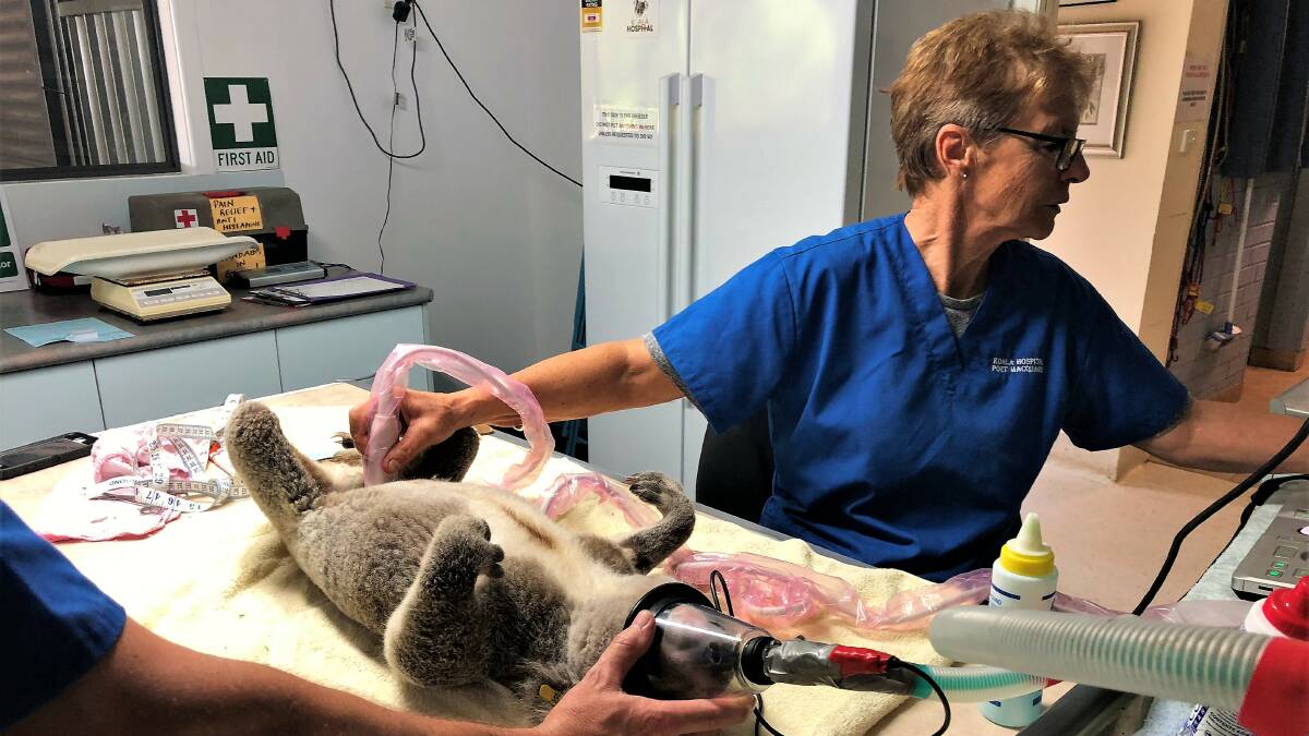 Vitally important: Port Macquarie Koala Hospital's clinical director Cheyne Flanagan performs an ultrasound on a koala. Photo: Matt Attard