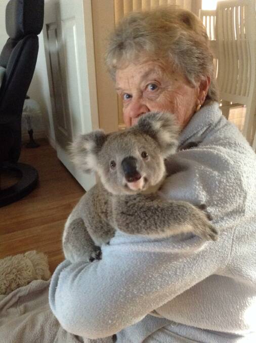 Rewarding: Barb Barrett looked after Balmoral Mini in home care before the koala was released into the wild.