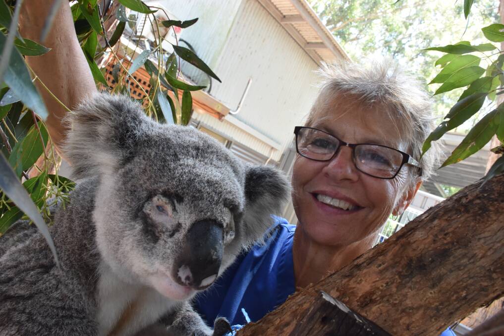 Koala conservation: Port Macquarie Koala Hospital supervisor Cheyne Flanagan with Appin Jack.