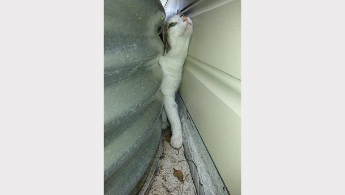 Wedged in ... the cat trapped between wall and water tank.