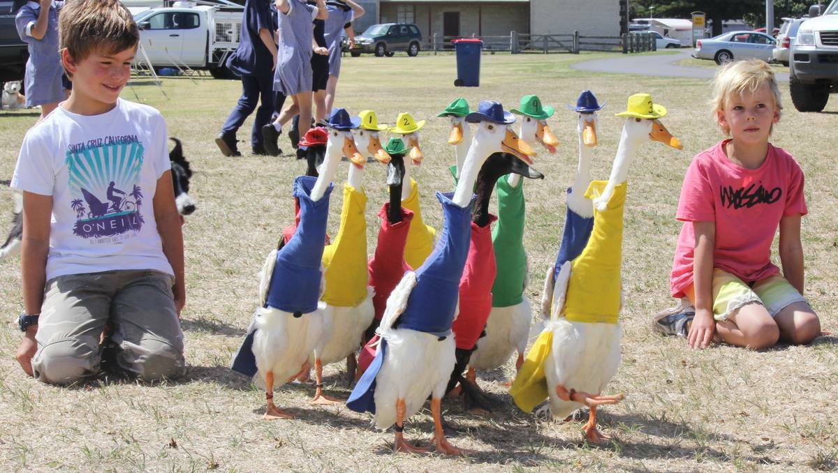 Visiting London brothers Jake and Ben Spencer watch some colourfully attired Indian runner ducks as they practice for the big race at the Koroit Sheepdog Trials.