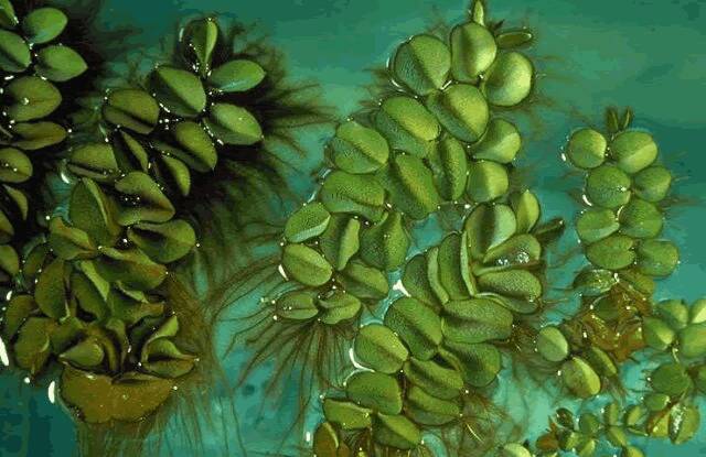 The noxious weed Salvinia molesta poses a significant threat to local waterways.