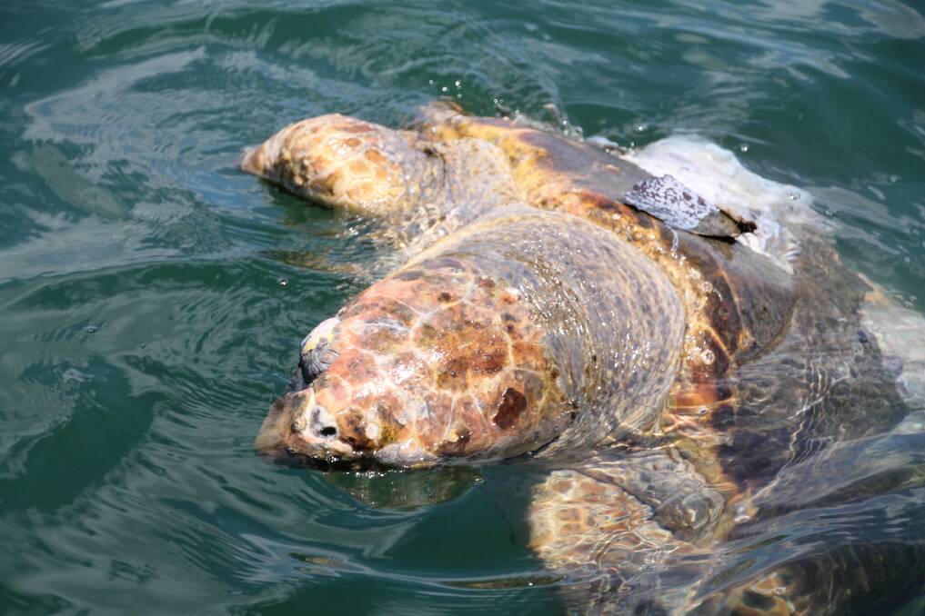 Sad death: A giant loggerhead turtle has met its demise in the Hastings River and a local eco tourism operator has called for tighter marine controls to help preserve the playground of the turtles and bottle-nosed dolphins photographed in the same location.  