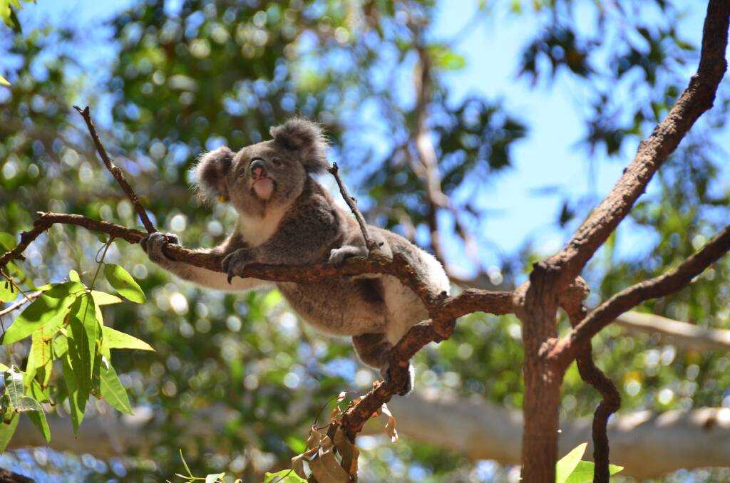 Injured: A koala recuperating at Port Macquarie’s Koala Hospital. 