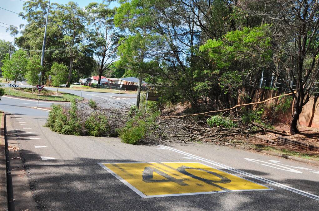 PORT Macquarie State Emergency Service volunteers removed a fallen tree in Widderson Street today.
