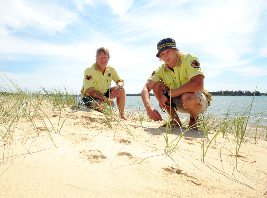 Footprints in the sand: Ranger Andrew Marshall and Lismore University volunteer Adam Augey at one of the baiting sites that clearly shows the fox prints and one of the baiting stations it dug up on Pelican Island.