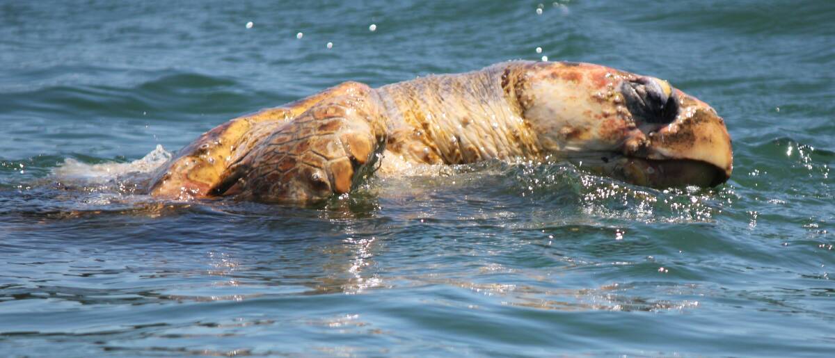 Sad death: A giant loggerhead turtle has met its demise in the Hastings River and a local eco tourism operator has called for tighter marine controls to help preserve the playground of the turtles and bottle-nosed dolphins photographed in the same location.  