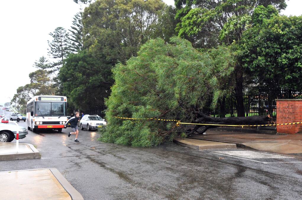 A tree fell across the road near Port Macquarie High School earlier today (Friday).