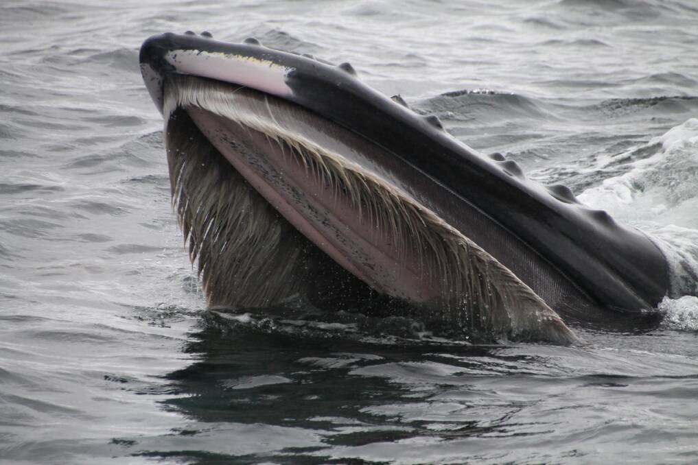 No pearly whites: As a baleen whale, this humpback would have a series of fringed overlapping plates hanging from each side of its upper jaw, where teeth might otherwise be located. These plates consist of a fingernail-like material called keratin that frays out into fine hairs on the ends inside the mouth near the tongue.         Pic: Leigh Mansfield