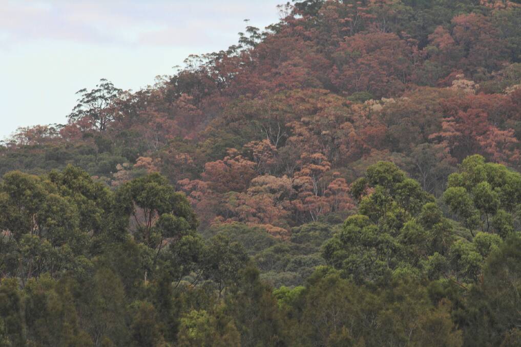 Auburn foliage is lining the once green North and Middle Brother Mountains, in a disconcerting display of the bush's struggle against the dry. Pic: BRETT DOLSEN