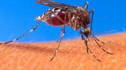 The mosquito season is well and truly here, said north coast public health unit.