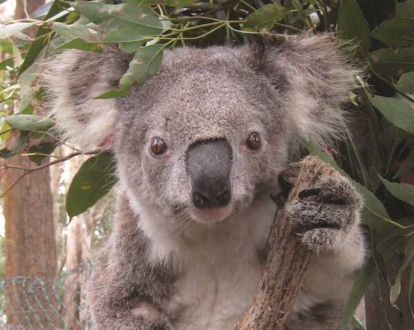 Our favourite girl: Garage Girl, one of Port Macquarie's oldest koalas, has died.
