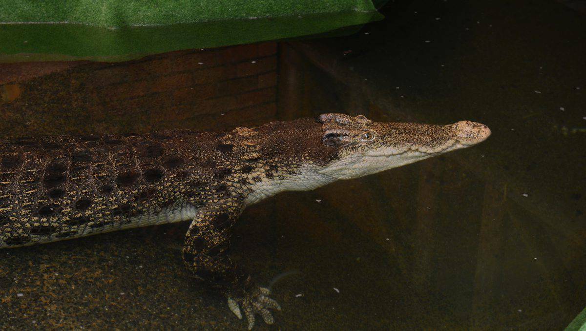 Gator, one of the star attractions at the Ballarat Wildlife Park, has died from a mysterious illness. Picture: Kate Healy