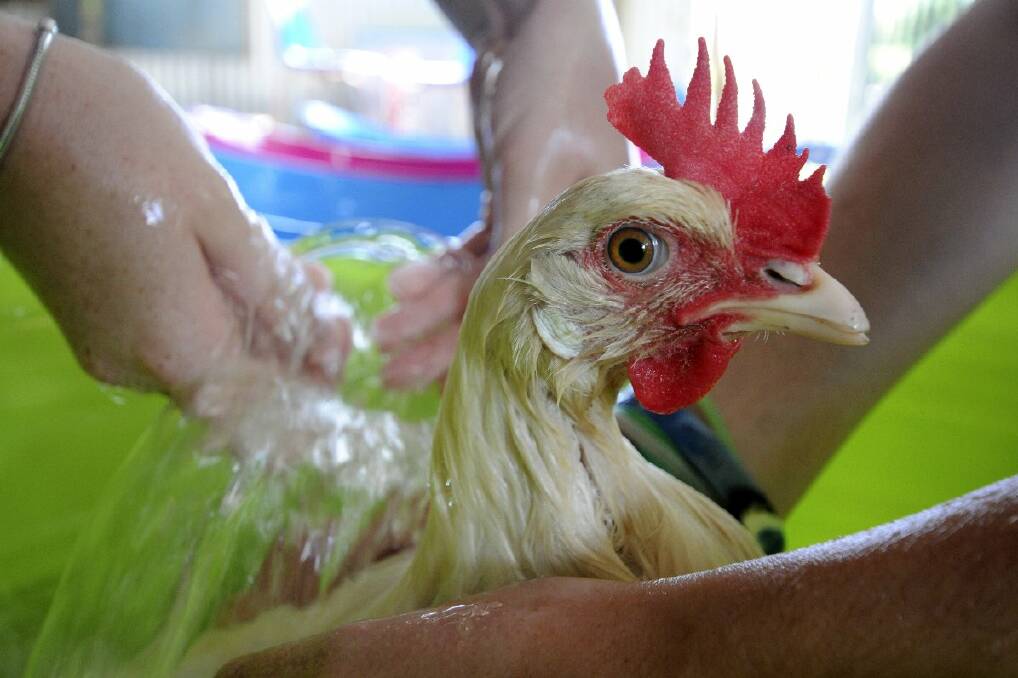 It’s not often you see a chook that looks like a drowned rat. Port High students give ‘Henny’ a bath before the Royal Easter Show. Pic: PETER GLEESON