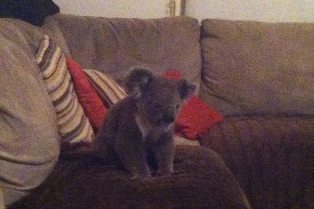 Unexpected visitor: A koala sits on a couch in a Shelly Beach home before the rescue team arrives.