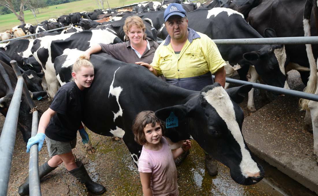 Jessica, Alison, Steve and Arley Germon with 'Cuddles' the cow at the family's dairy. Pic: Wingham Chronicle