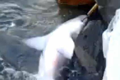 The shark unintentionally caught at Port Macquarie's breakwall. Pic: Screenshot from Chris Wakeling's video.