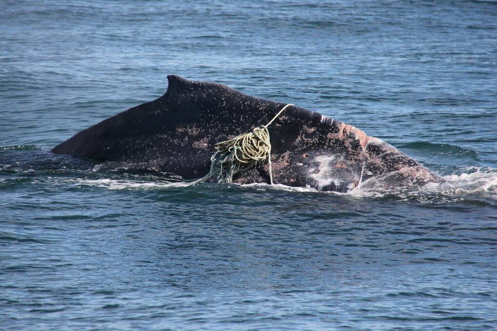The entangled whale. Pic: Jodie Lowe ORRCA 