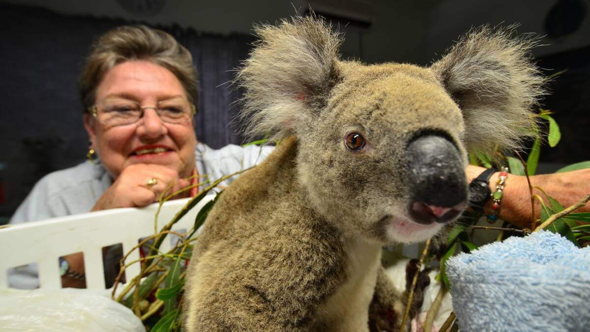 Back again: Volunteer Pam Whippy from the Koala Hospital with well-known patient Horton Clarence, a female Koala who was hit by a car early yesterday morning.