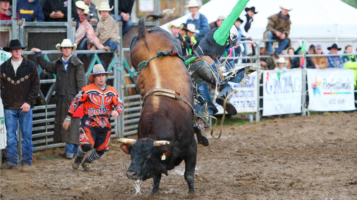 Sixth-generation bucking bull Ride Tuff Sports Machine will throw a few more competitors off on Sunday at the Kendall Rodeo.  Pic: Rice Photography