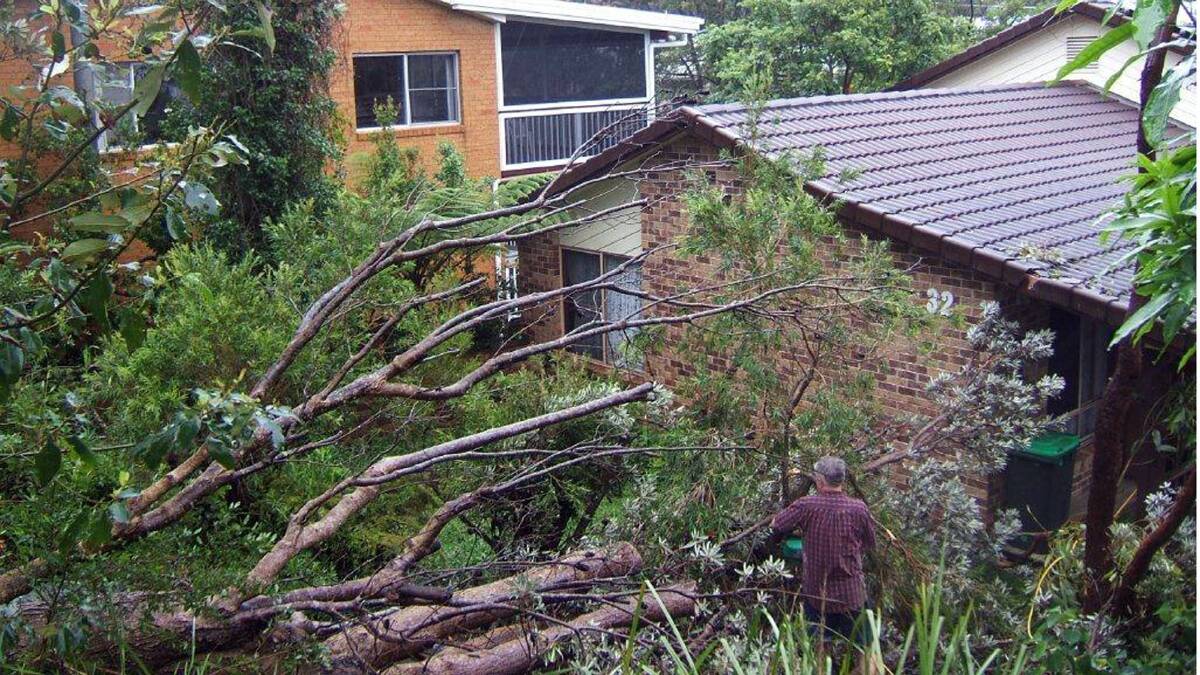 Trees down at Transit Hill. Pic Russell Pirie