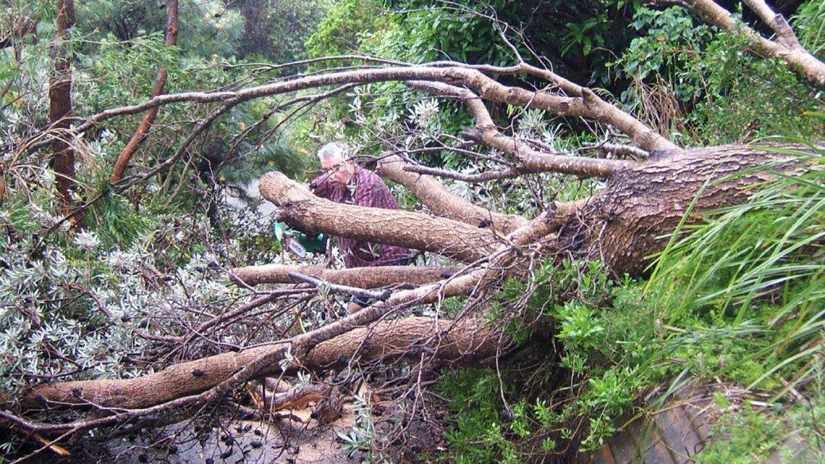 Trees down at Transit Hill. Pic Russell Pirie
